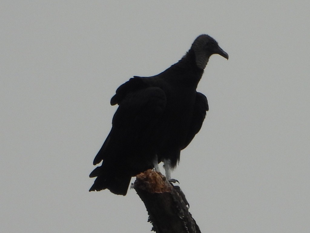Black Vulture - ML620107136