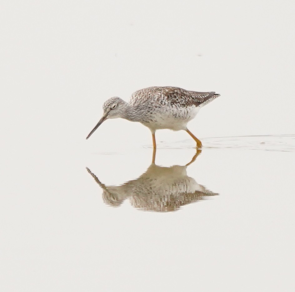 Greater Yellowlegs - ML620107149