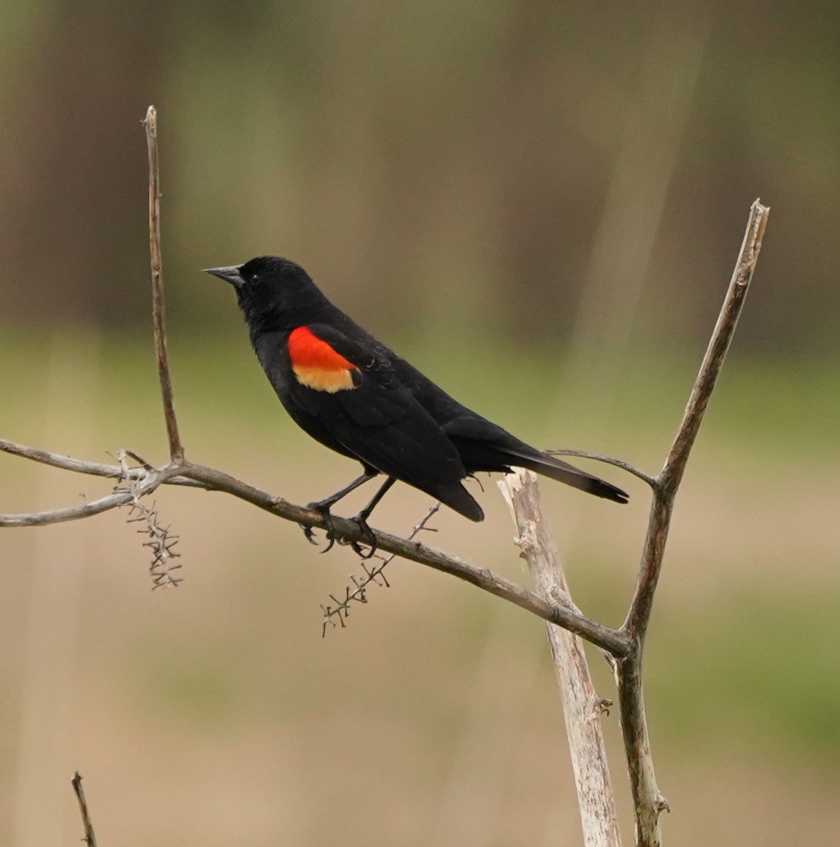 Red-winged Blackbird - ML620107151