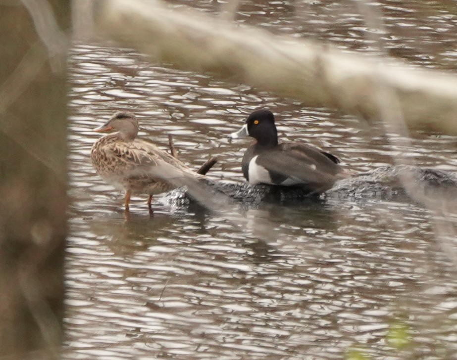 Ring-necked Duck - ML620107152