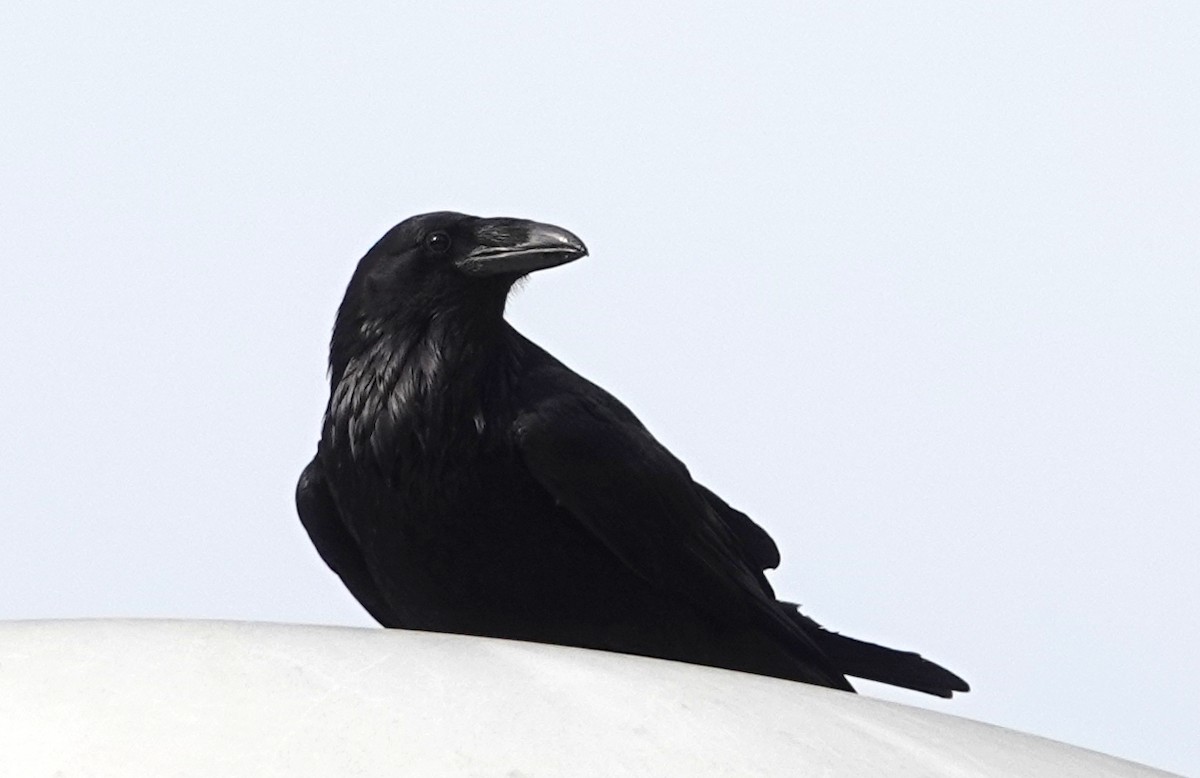 Common Raven - ML620107155