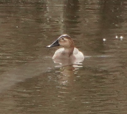 Canvasback - ML620107156