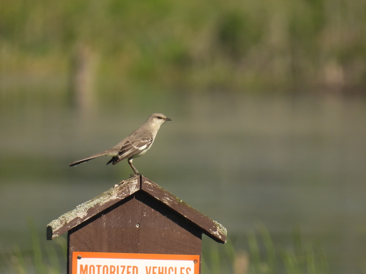 Northern Mockingbird - ML620107162