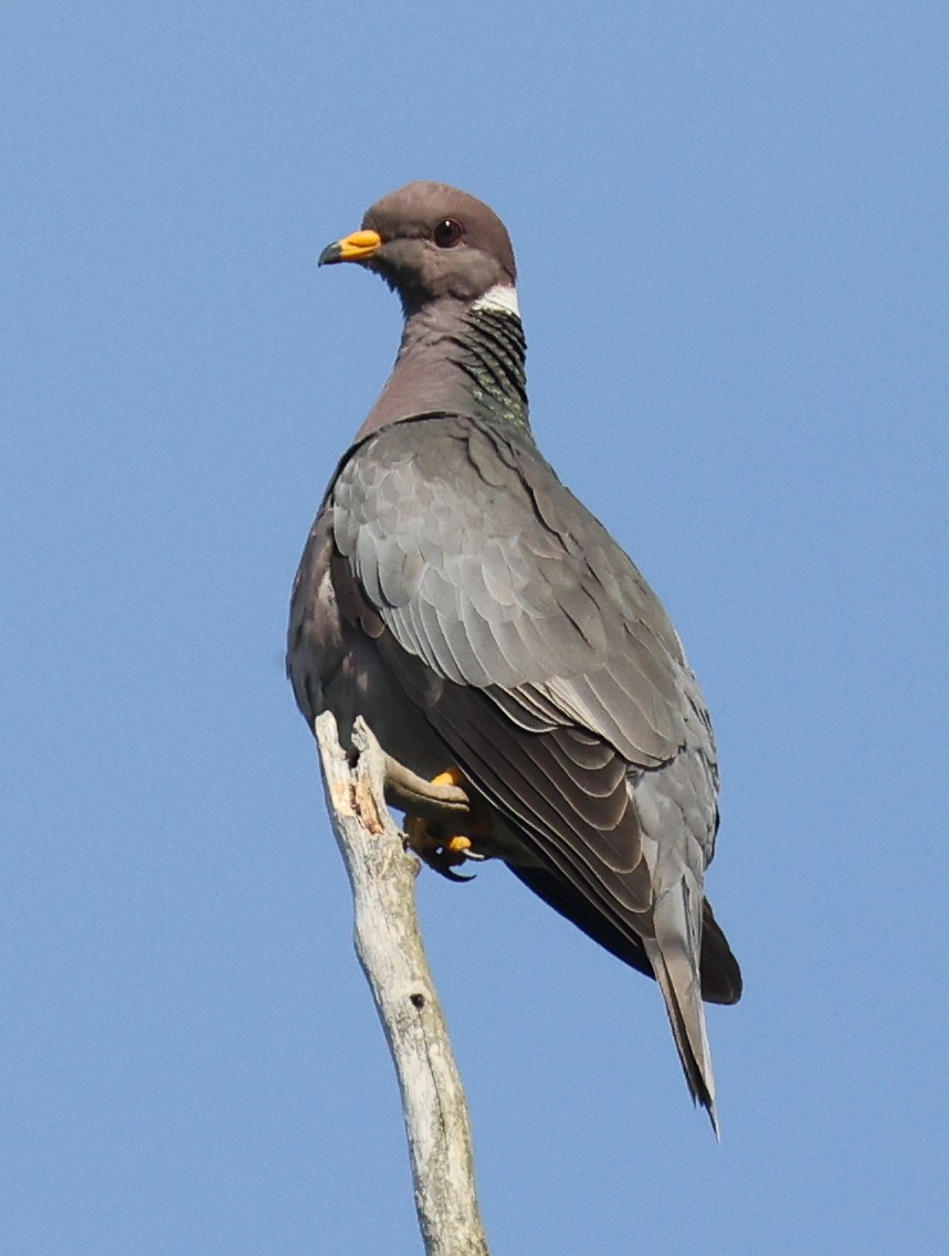 Band-tailed Pigeon - ML620107167