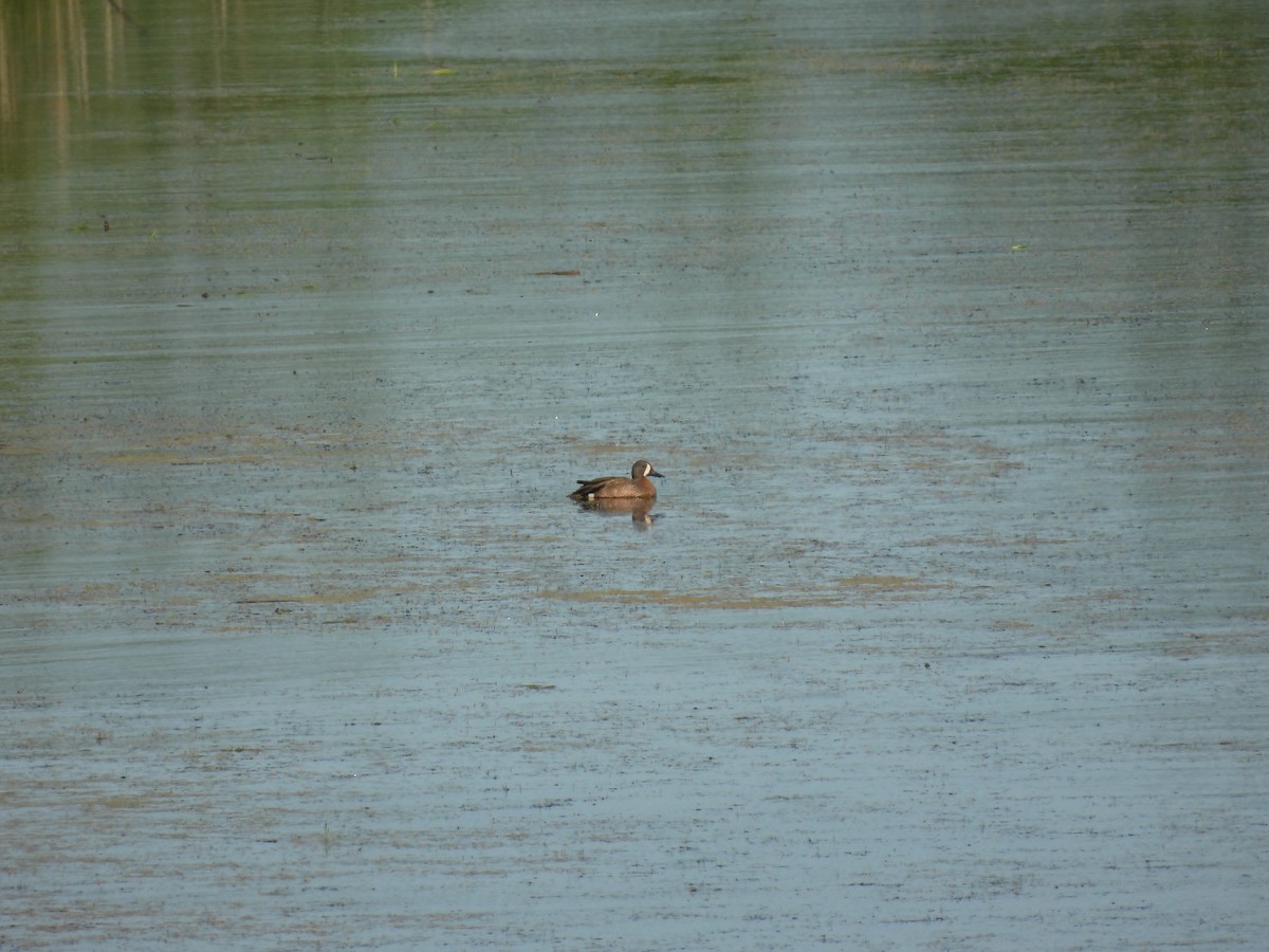 Blue-winged Teal - ML620107180
