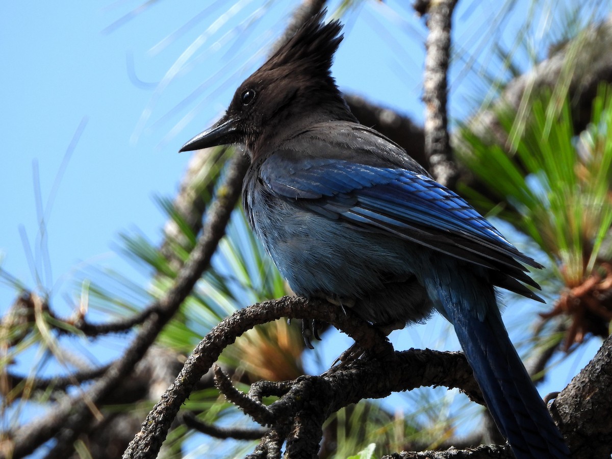 Steller's Jay - ML620107181