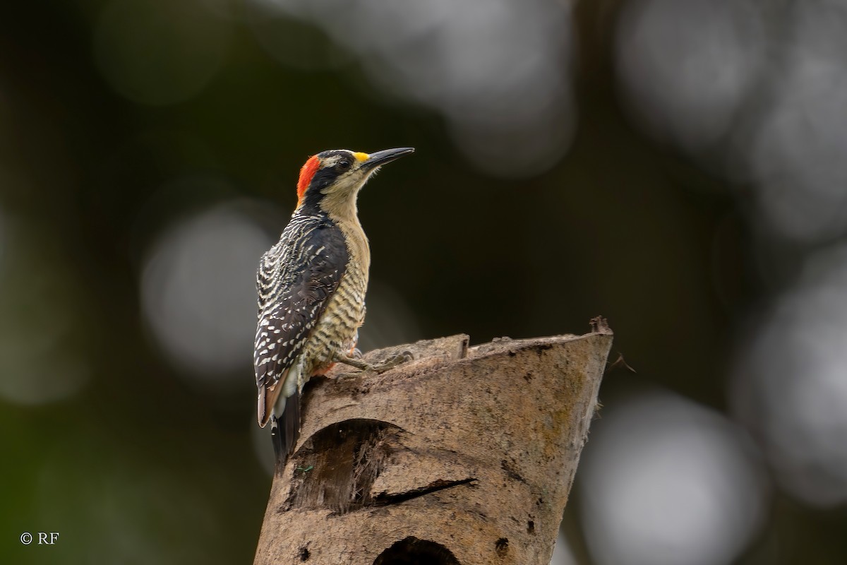 Black-cheeked Woodpecker - ML620107183