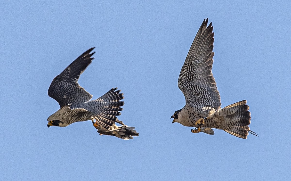 Peregrine Falcon - ML620107189