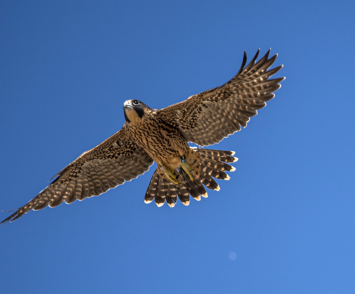 Peregrine Falcon - ML620107190