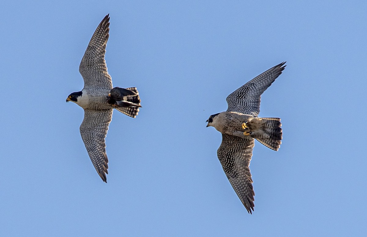 Peregrine Falcon - ML620107191