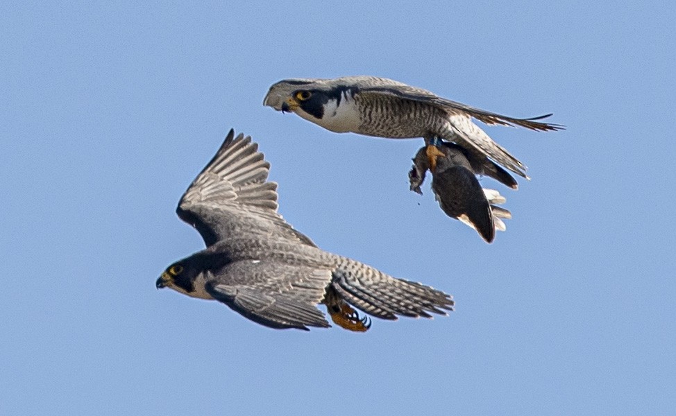 Peregrine Falcon - ML620107192