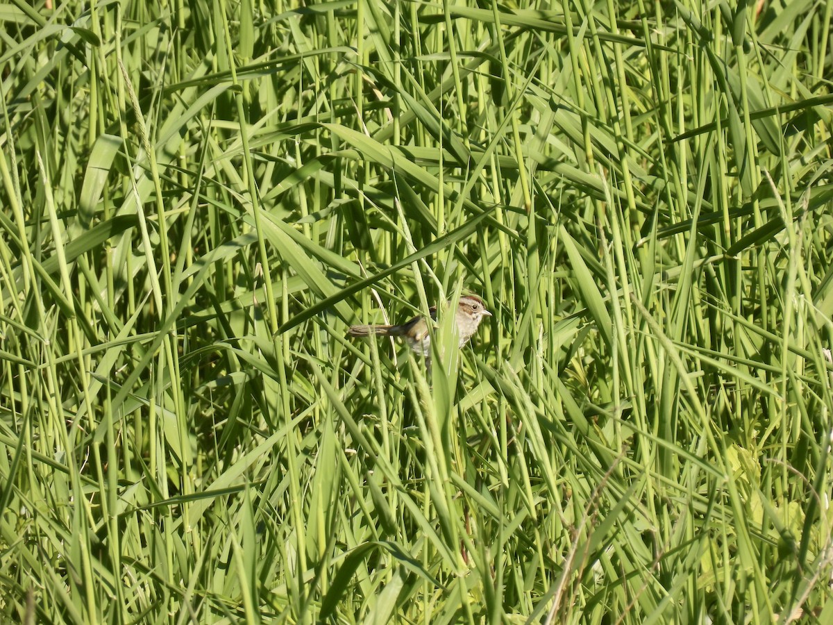 Swamp Sparrow - ML620107193