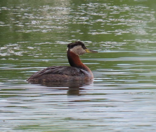 Red-necked Grebe - ML620107194