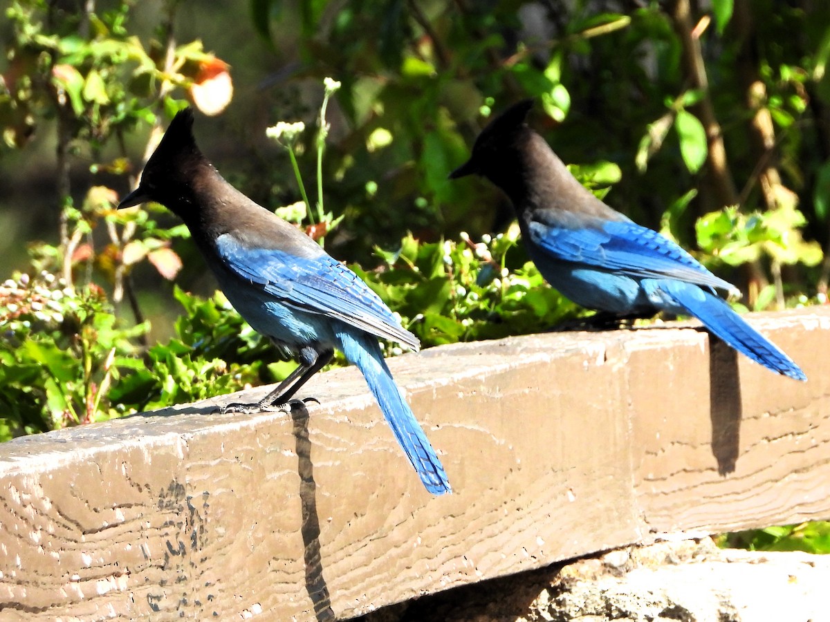 Steller's Jay - ML620107196