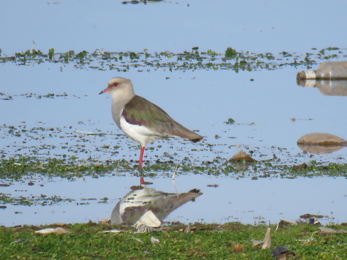 Andean Lapwing - Ron Batie