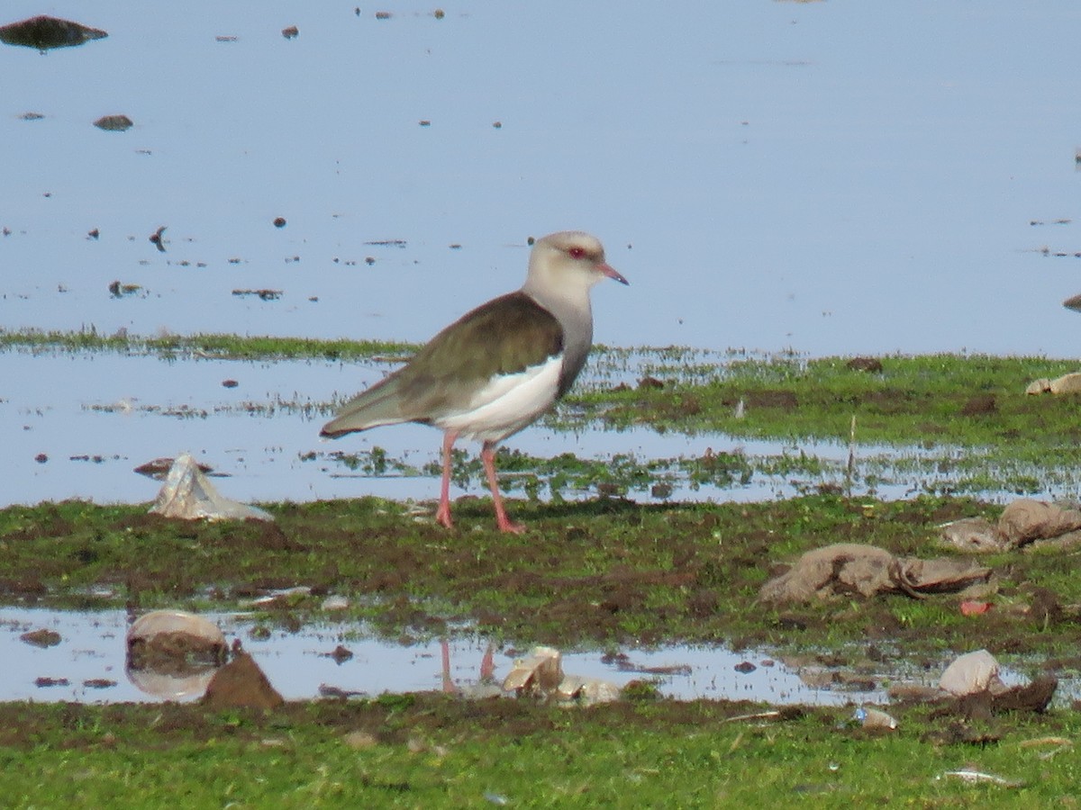 Andean Lapwing - ML620107199
