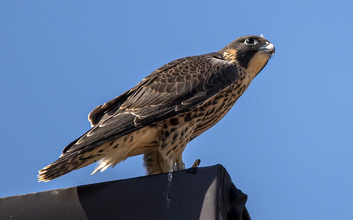 Peregrine Falcon - ML620107201