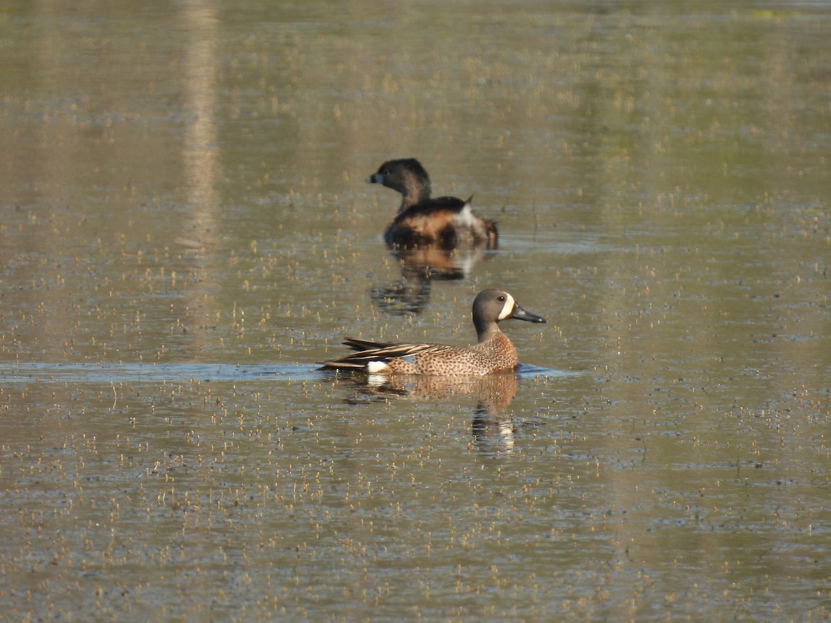 Blue-winged Teal - ML620107206