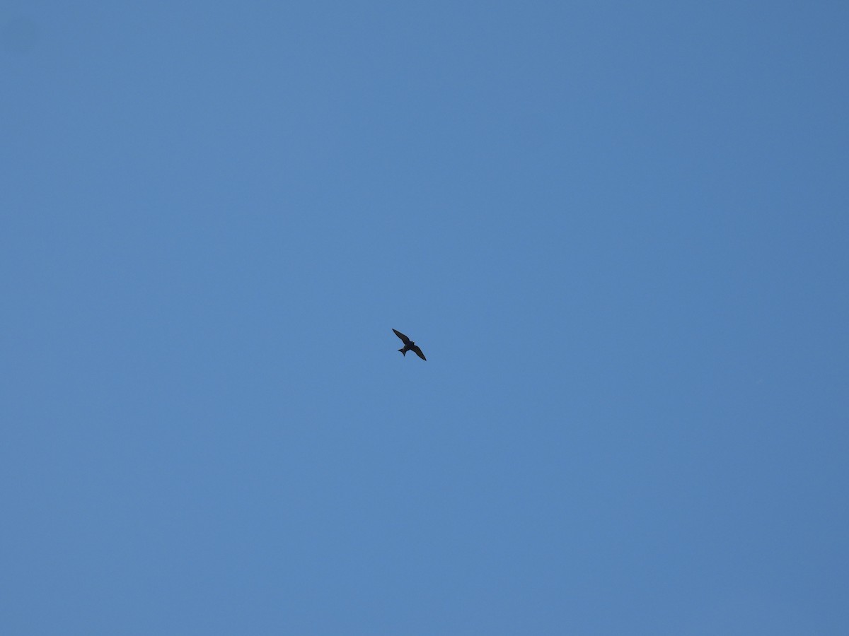 Purple Martin - ML620107209