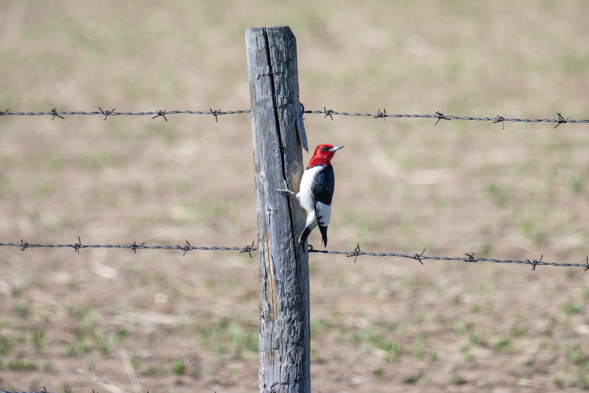 Red-headed Woodpecker - ML620107212