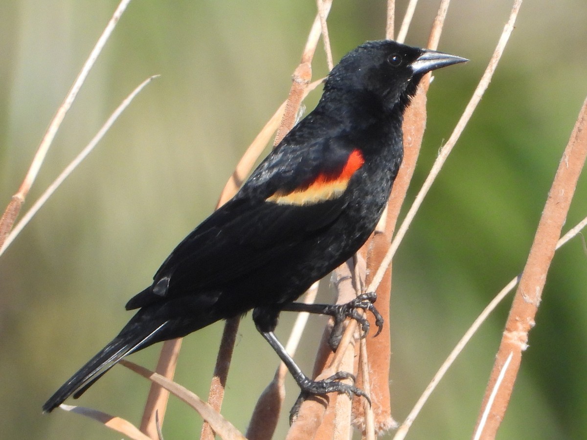 Red-winged Blackbird - ML620107219