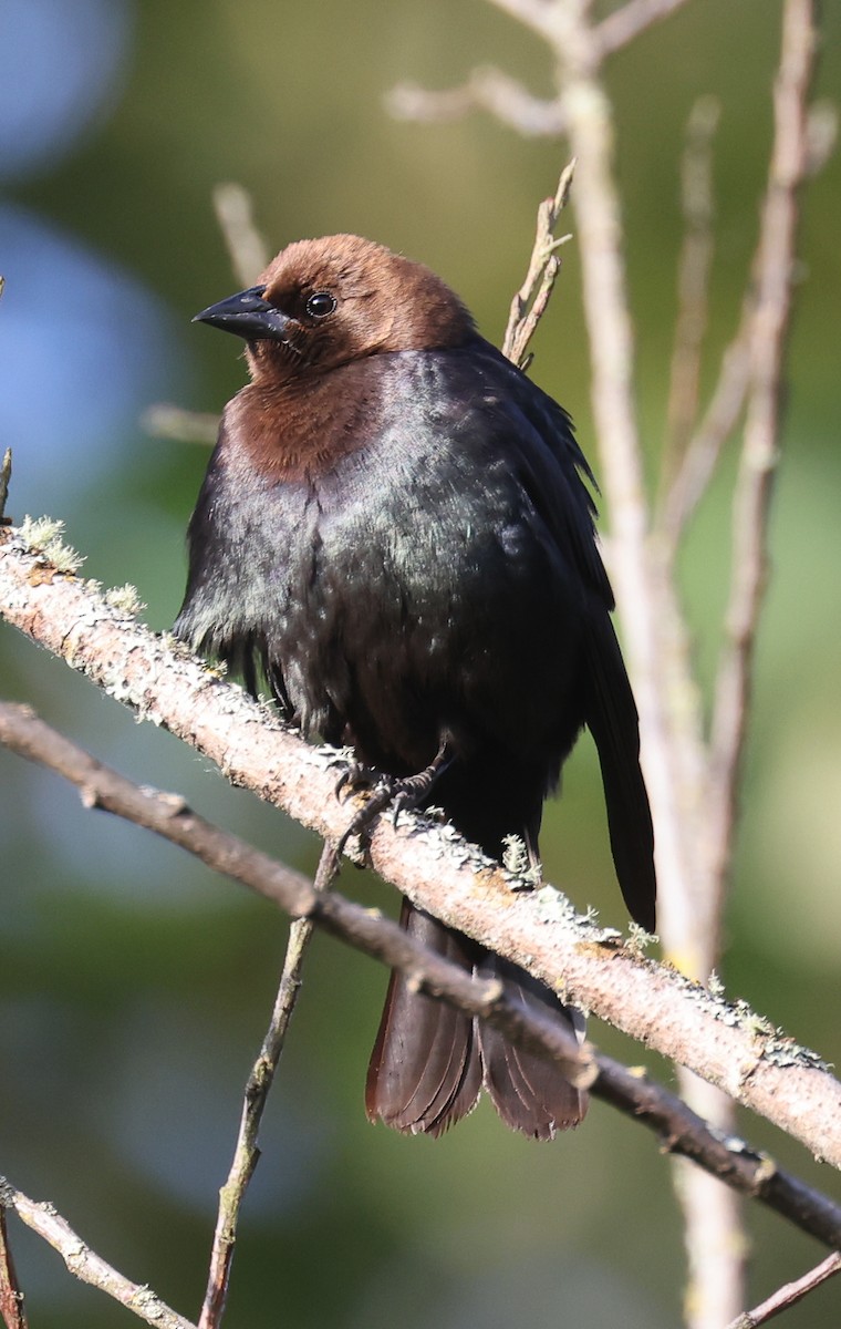 Brown-headed Cowbird - ML620107220