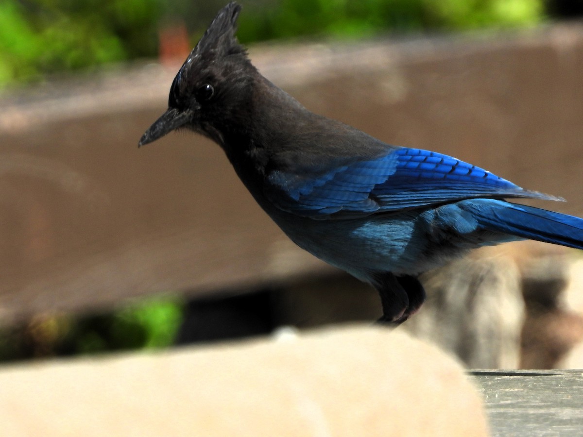 Steller's Jay - ML620107229