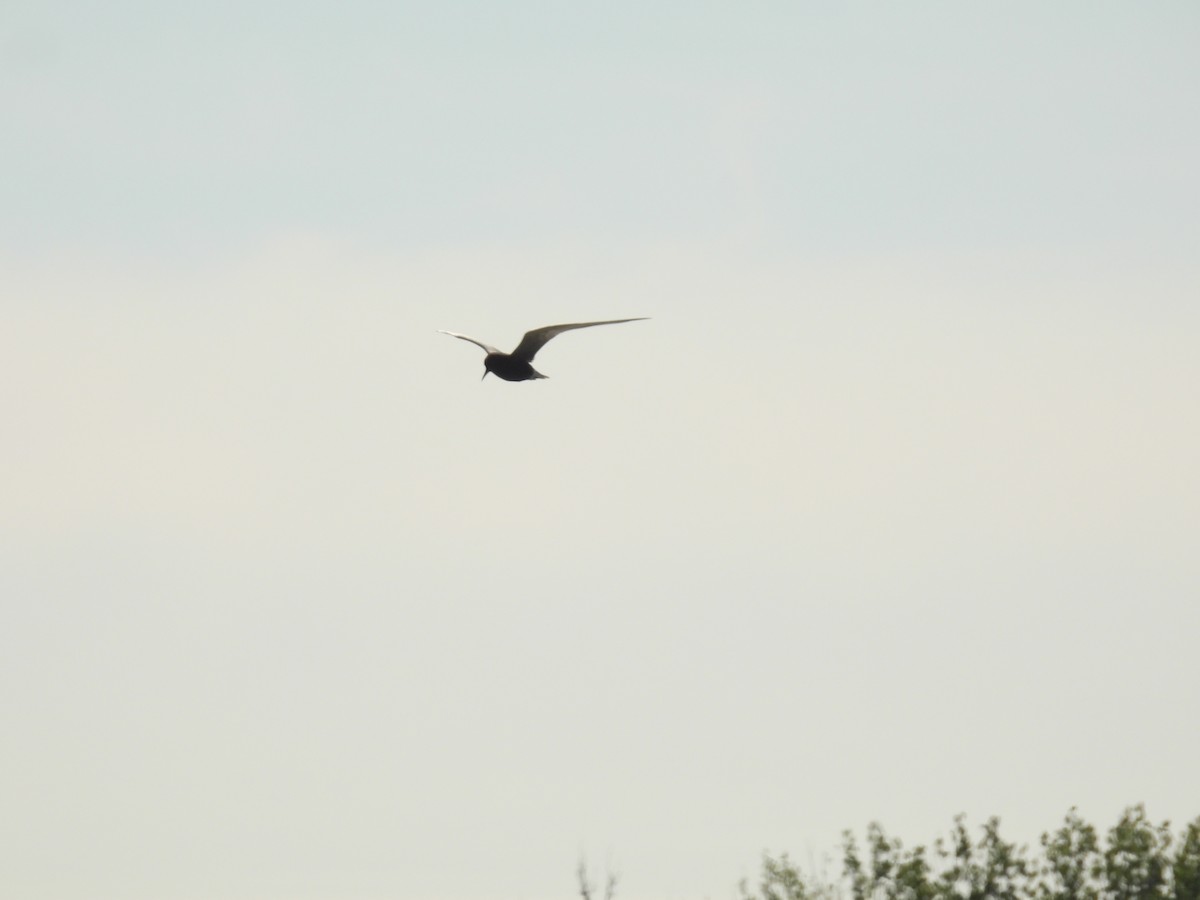 Black Tern - ML620107235