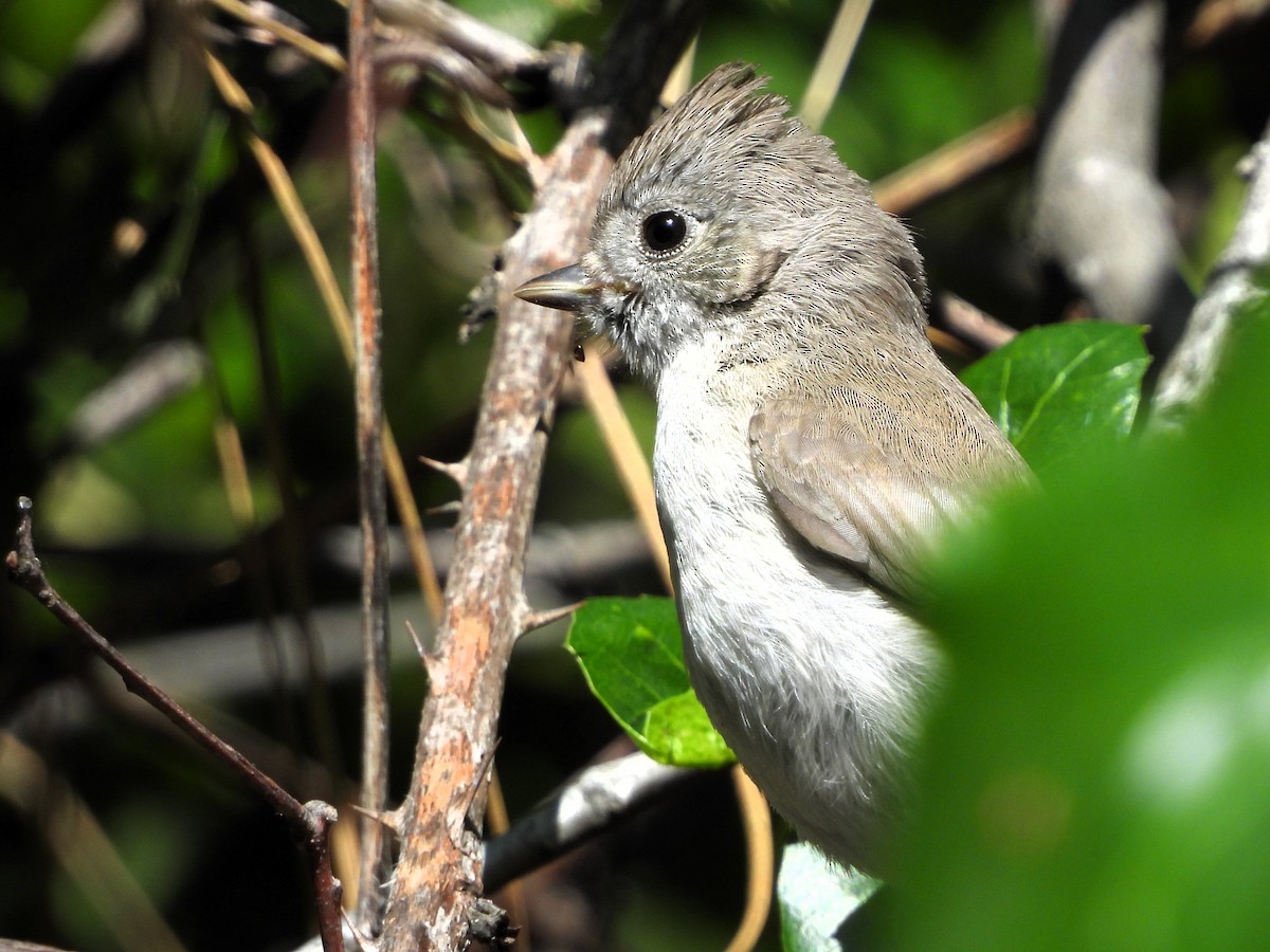 Oak Titmouse - ML620107241