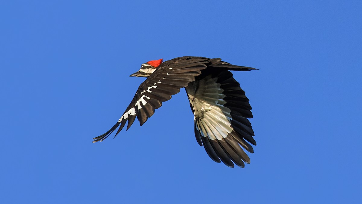 Pileated Woodpecker - ML620107246