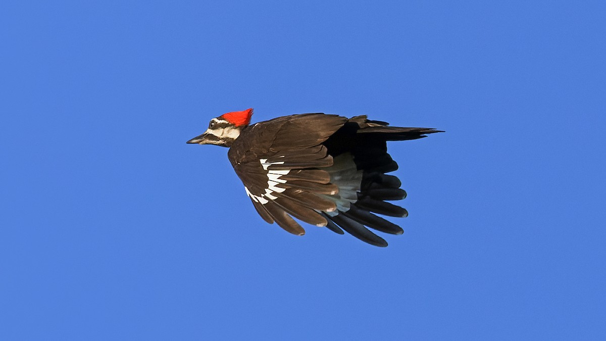 Pileated Woodpecker - Karl H (Hoeff ka)