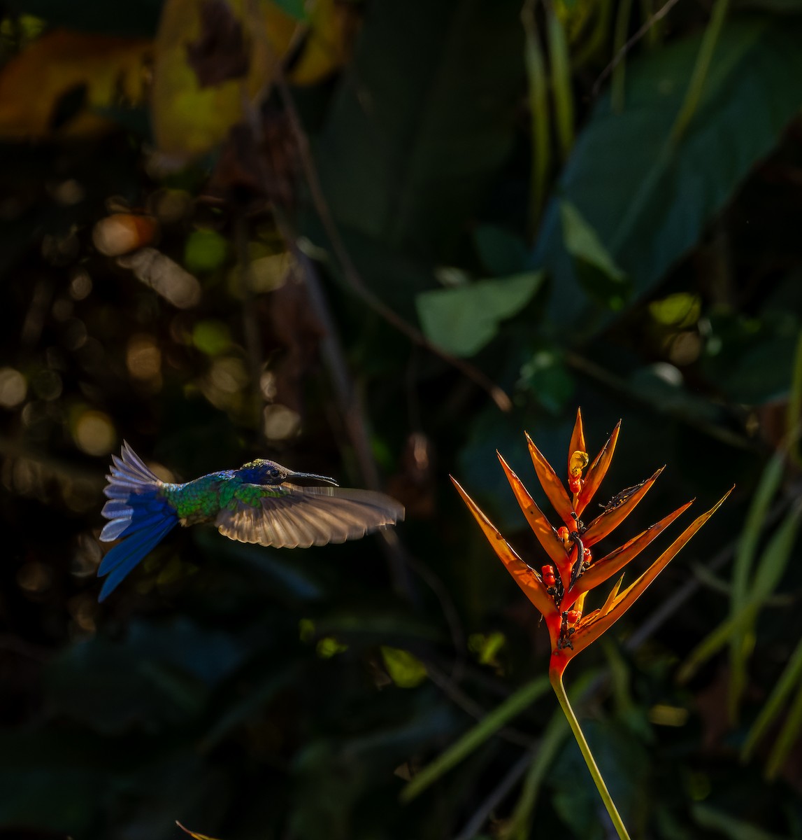 kolibřík vlaštovčí - ML620107251
