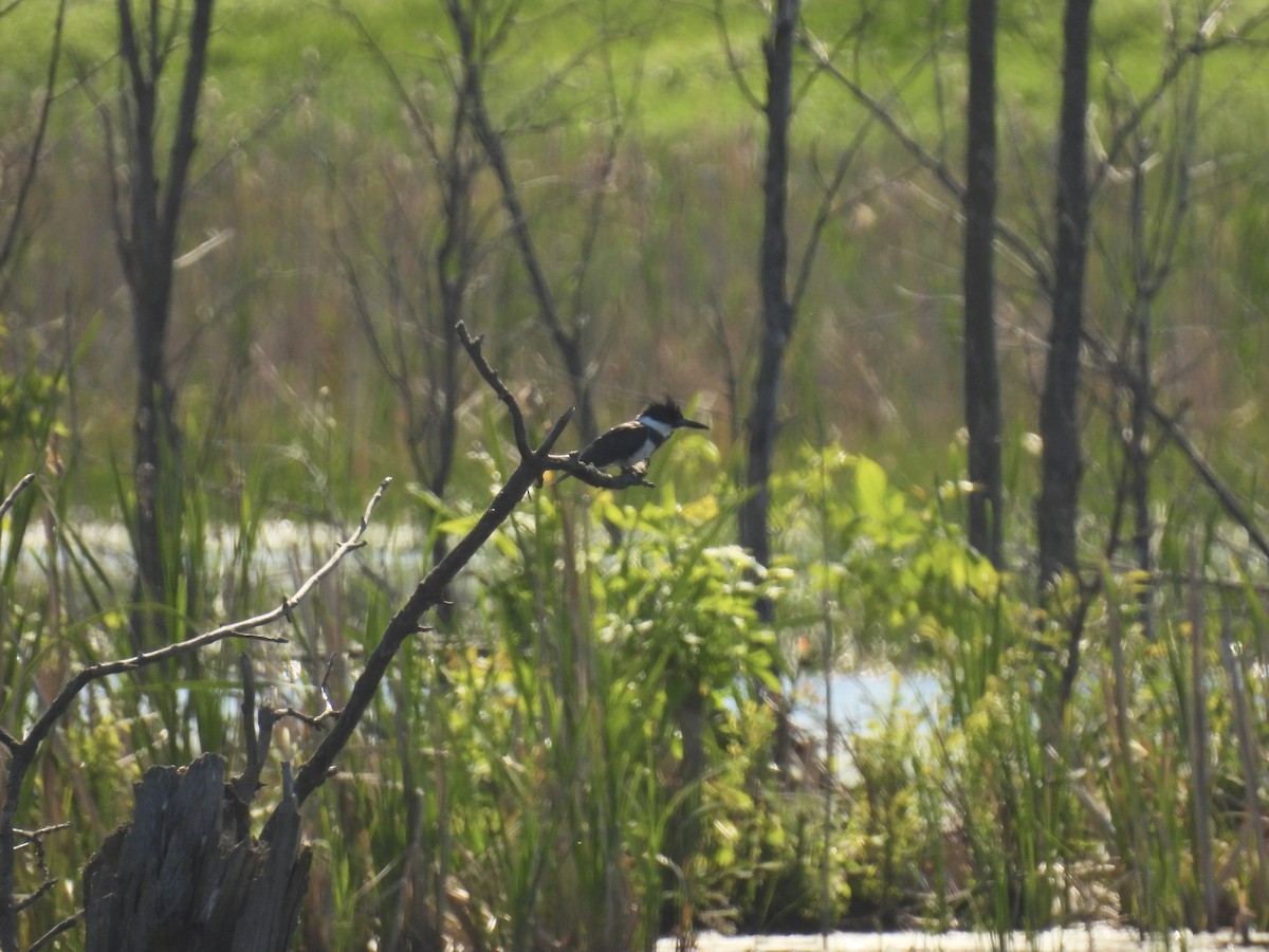 Belted Kingfisher - ML620107252