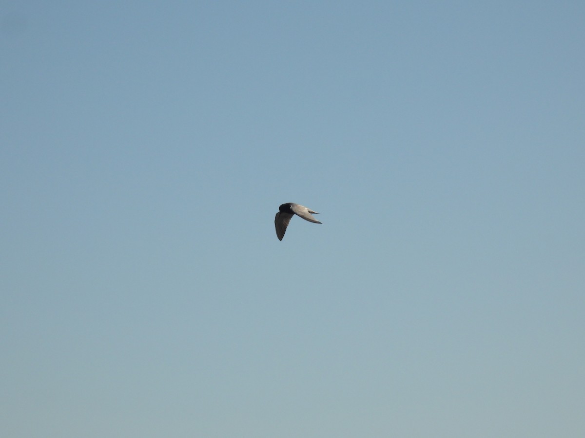 Black Tern - ML620107267