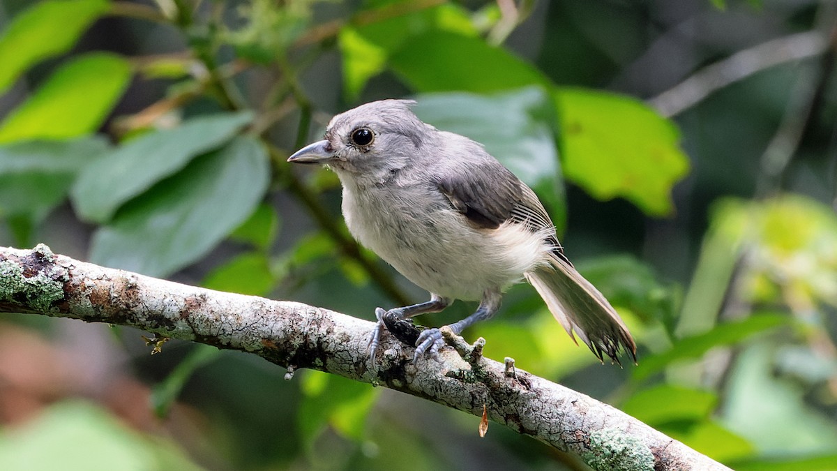 Tufted Titmouse - ML620107271