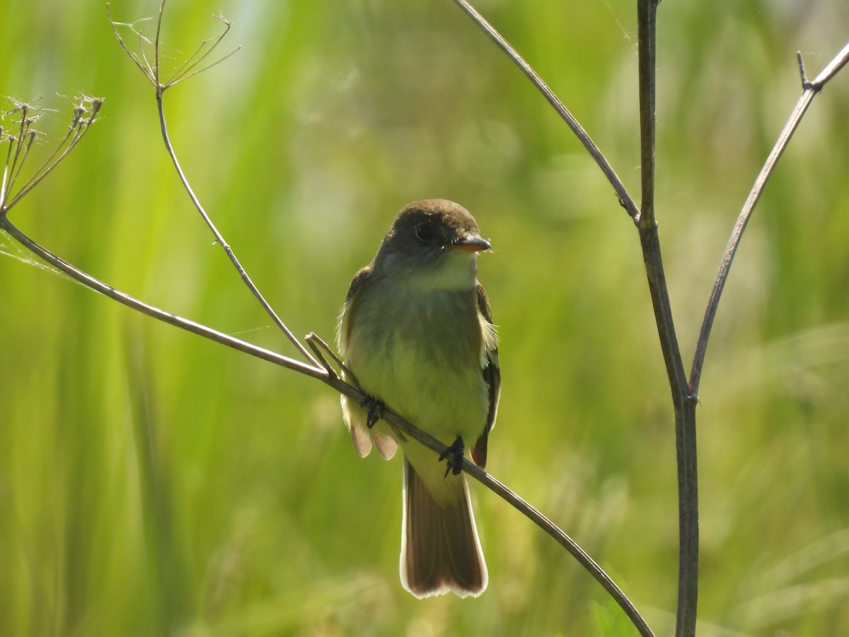 Weidenschnäppertyrann - ML620107277