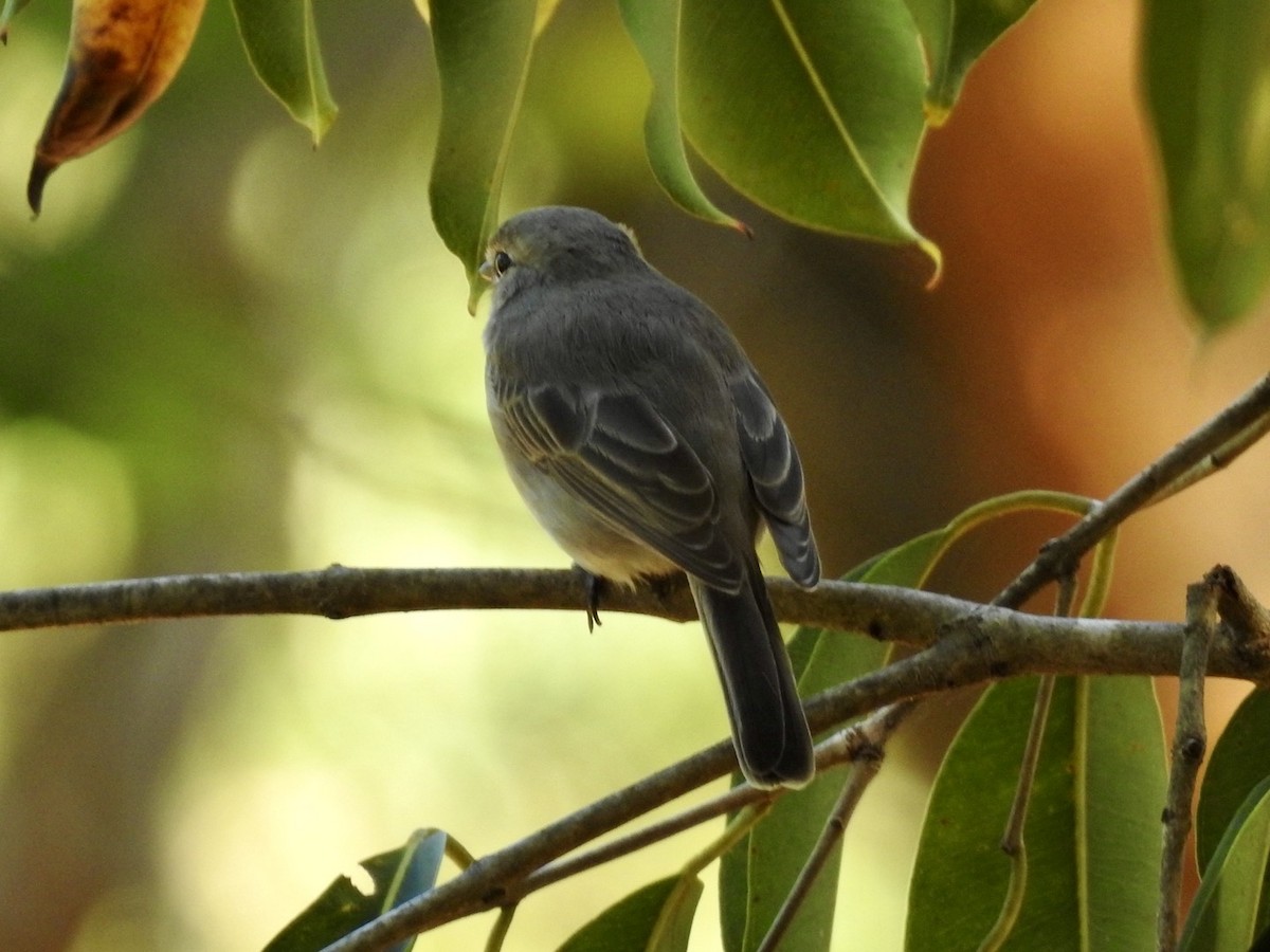 African Dusky Flycatcher - ML620107278