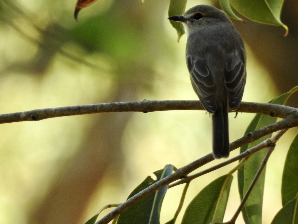 African Dusky Flycatcher - ML620107279