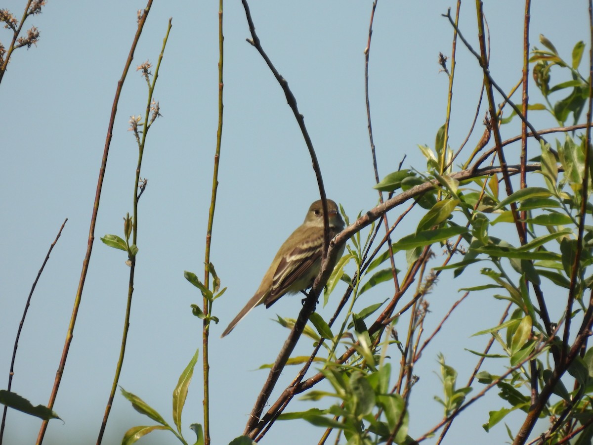 Weidenschnäppertyrann - ML620107282