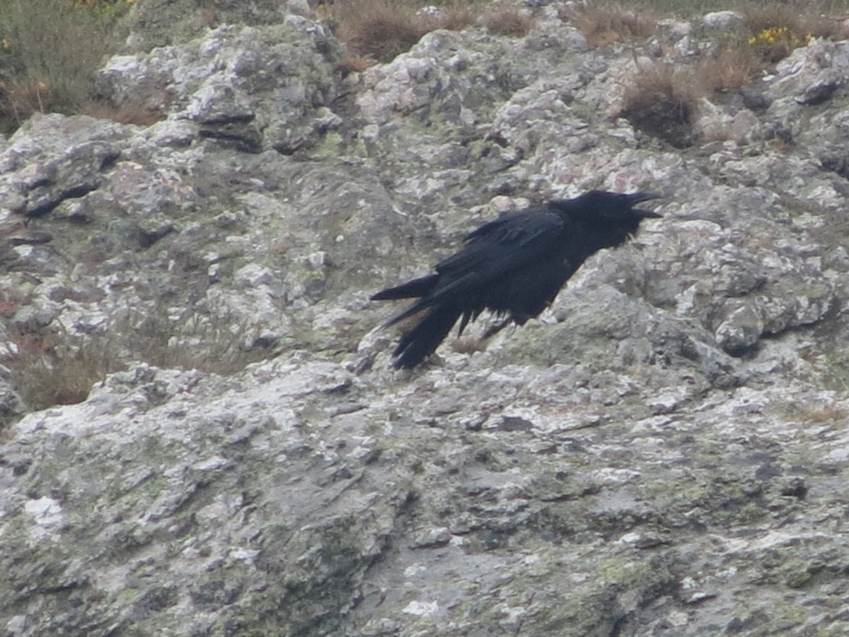 Common Raven - ML620107291