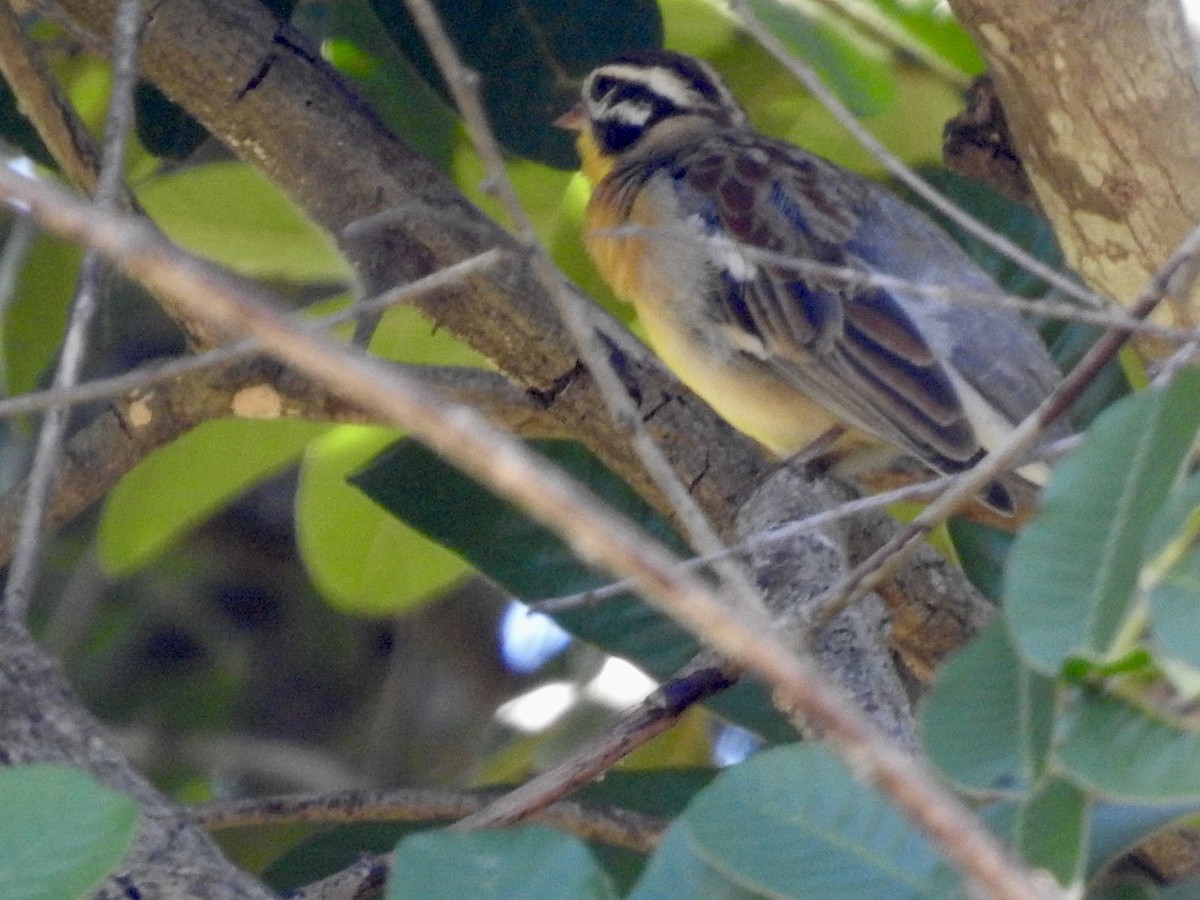 Golden-breasted Bunting - ML620107293
