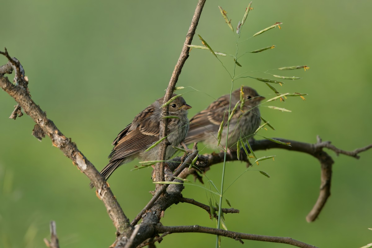 Field Sparrow - ML620107302