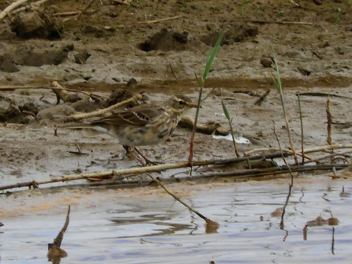 Water Pipit - ML620107326