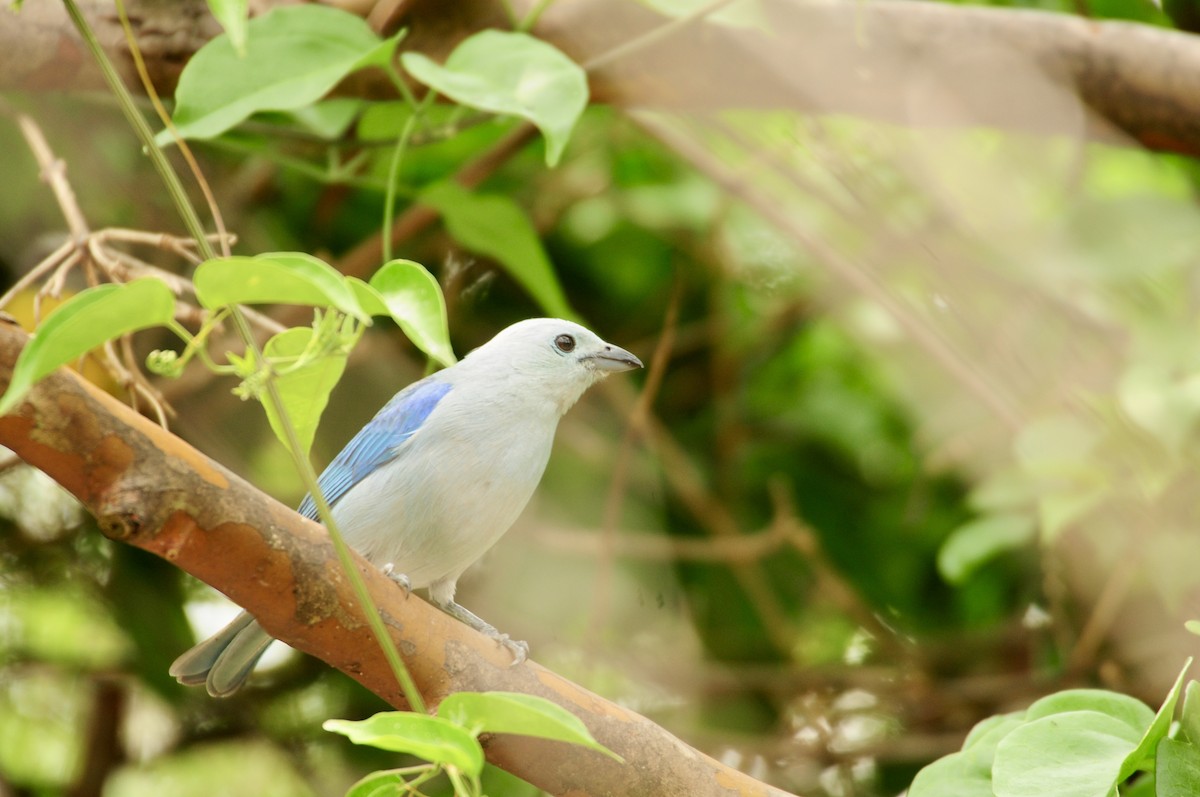 Blue-gray Tanager - ML620107328