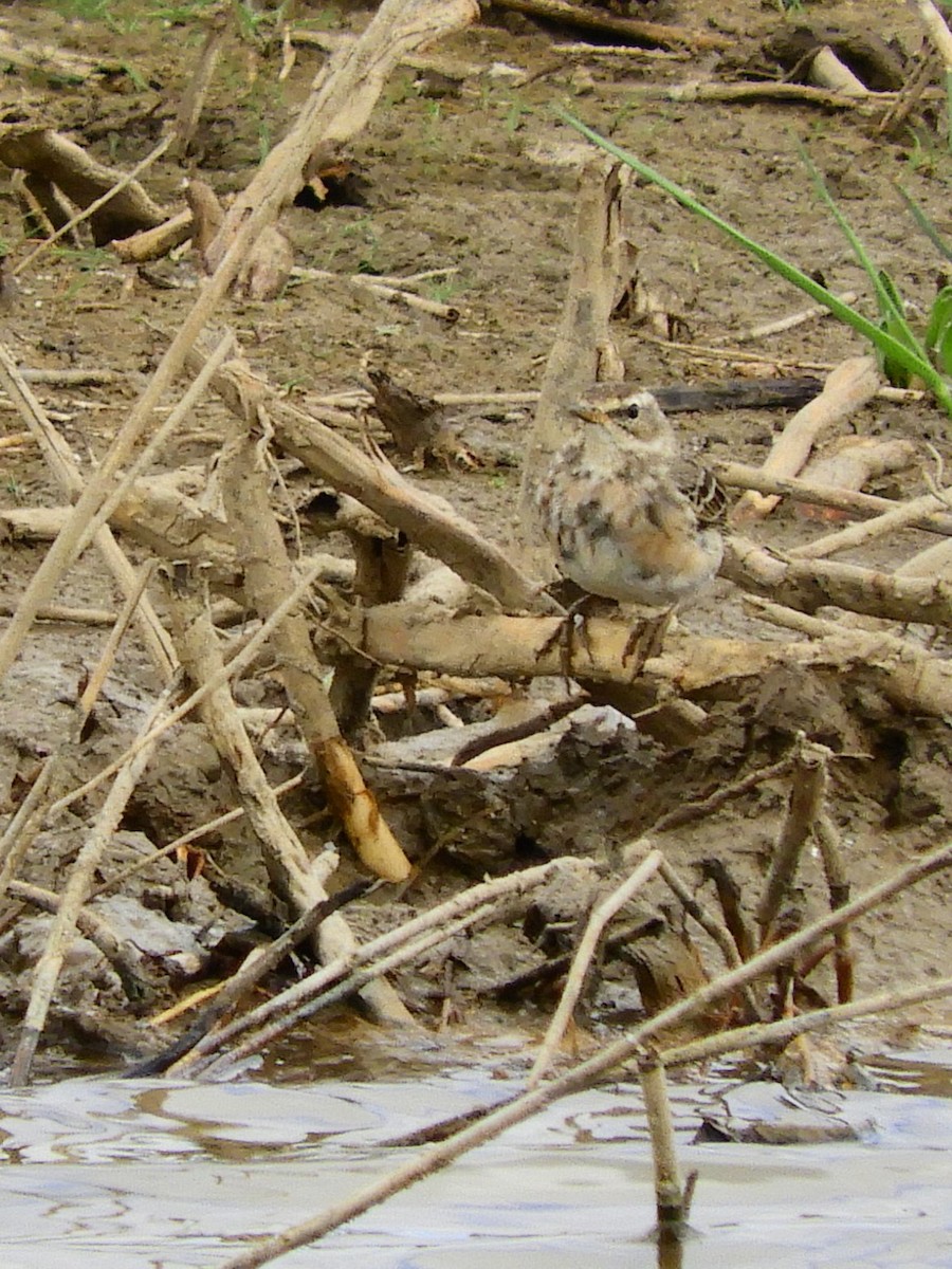 Water Pipit - ML620107335