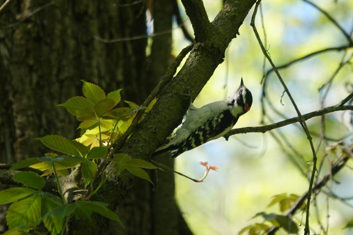 Downy Woodpecker - ML620107350