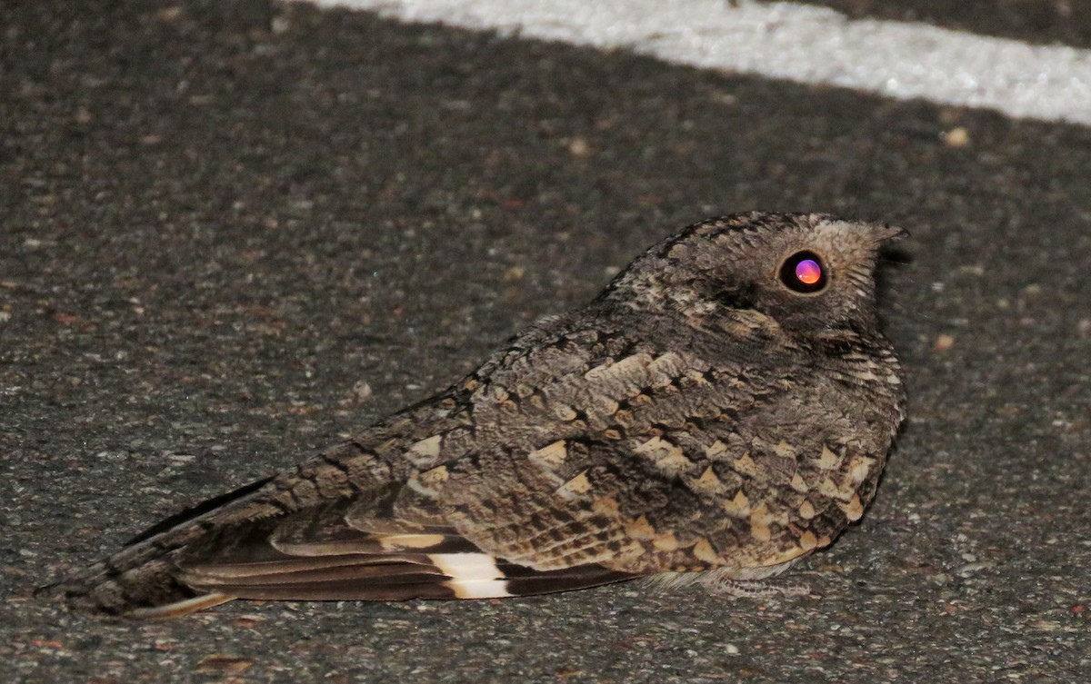 Band-winged Nightjar - ML620107386