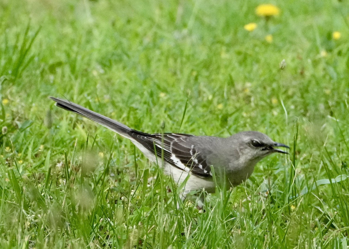 Northern Mockingbird - ML620107391