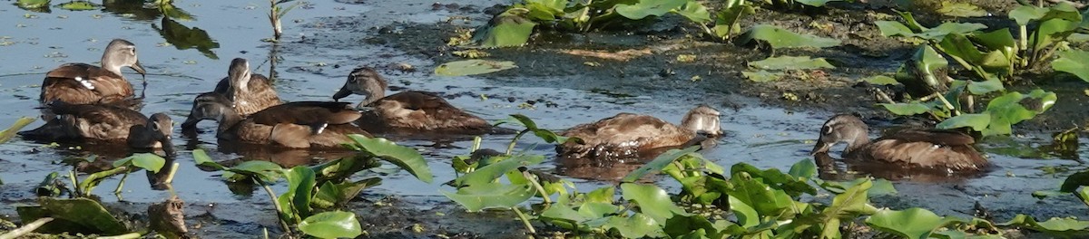 Wood Duck - ML620107401