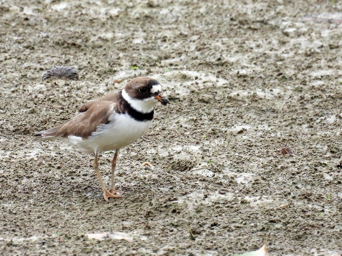 Semipalmated Plover - ML620107406
